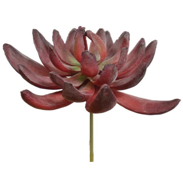 Aeonium Succulent Pick 4" Burgundy | Pioneer Wholesale Succulents