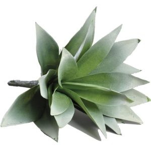 Agave Plant 11" Frosted Green | Pioneer Wholesale Succulents