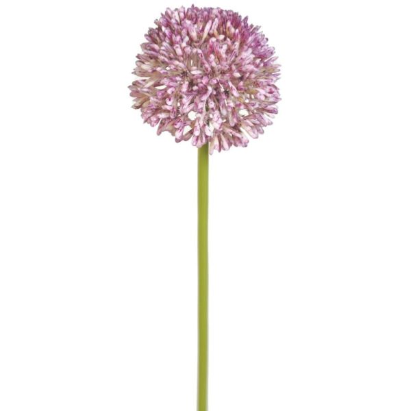 Allium Stem 17.5" Lavender | Pioneer Wholesale Other Stems