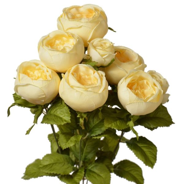 Cabbage Rose Bush x9, 19" Butter Yellow | Pioneer Wholesale Single Variety Flower Bushes