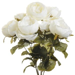 Cabbage Rose Bush x9, 19" Chalk | Pioneer Wholesale Single Variety Flower Bushes