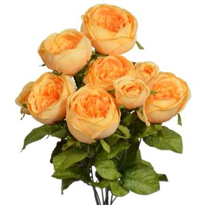 Cabbage Rose Bush x9, 19" Mango | Pioneer Wholesale Single Variety Flower Bushes