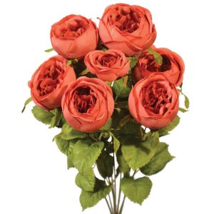 Cabbage Rose Bush x9, 19" Spiced Cider | Pioneer Wholesale Single Variety Flower Bushes