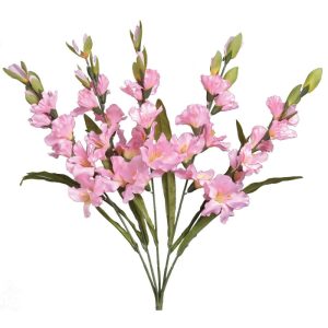 Colorfast Gladiolus Bush x5, 26" Pink | Pioneer Wholesale Spike Flower Bushes