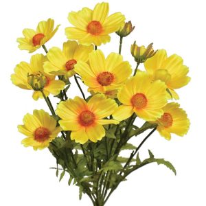 Cosmos Bush x14, 18" Yellow | Pioneer Wholesale Single Variety Flower Bushes