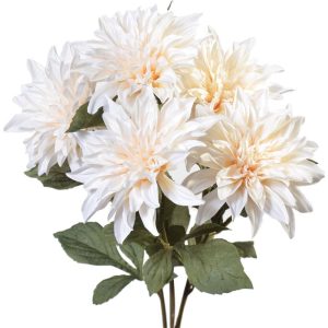 Dahlia Bush x5, 19" Cream | Pioneer Wholesale Single Variety Flower Bushes