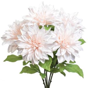 Dahlia Bush x5, 19" Ivory Pink | Pioneer Wholesale Single Variety Flower Bushes