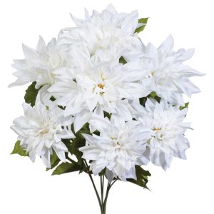 Dahlia Bush x7, 19" Chalk | Pioneer Wholesale Single Variety Flower Bushes