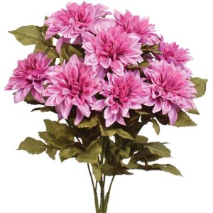 Dahlia Bush x9, 16" Berry Smoothie | Pioneer Wholesale Single Variety Flower Bushes