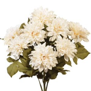 Dahlia Bush x9, 16" Cream | Pioneer Wholesale Single Variety Flower Bushes