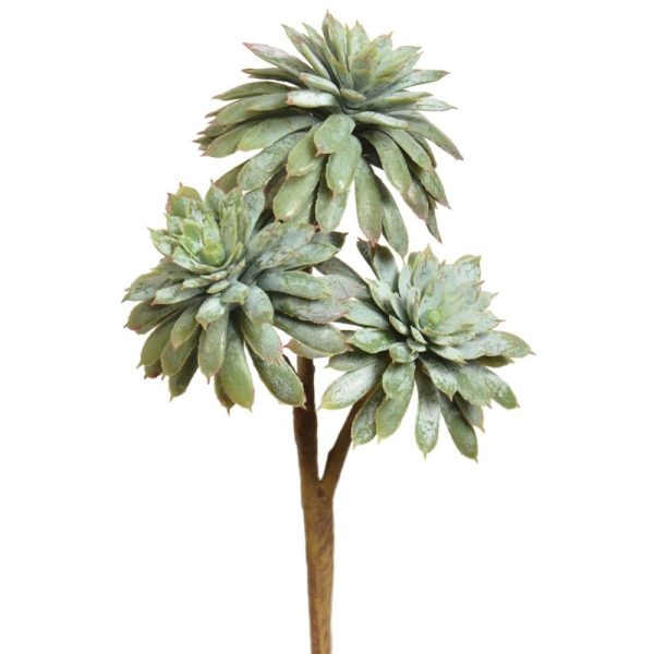 Echeveria Pick 8" Gray/Green | Pioneer Wholesale Succulents