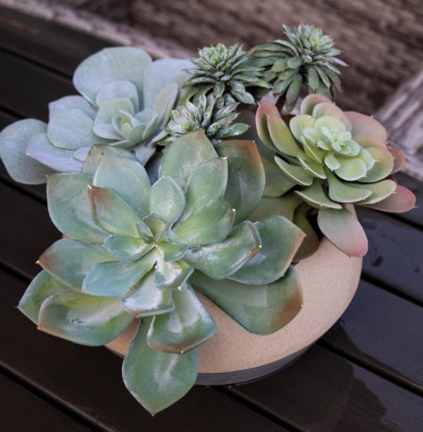 Echeveria Pick 8" Gray/Green | Pioneer Wholesale Succulents