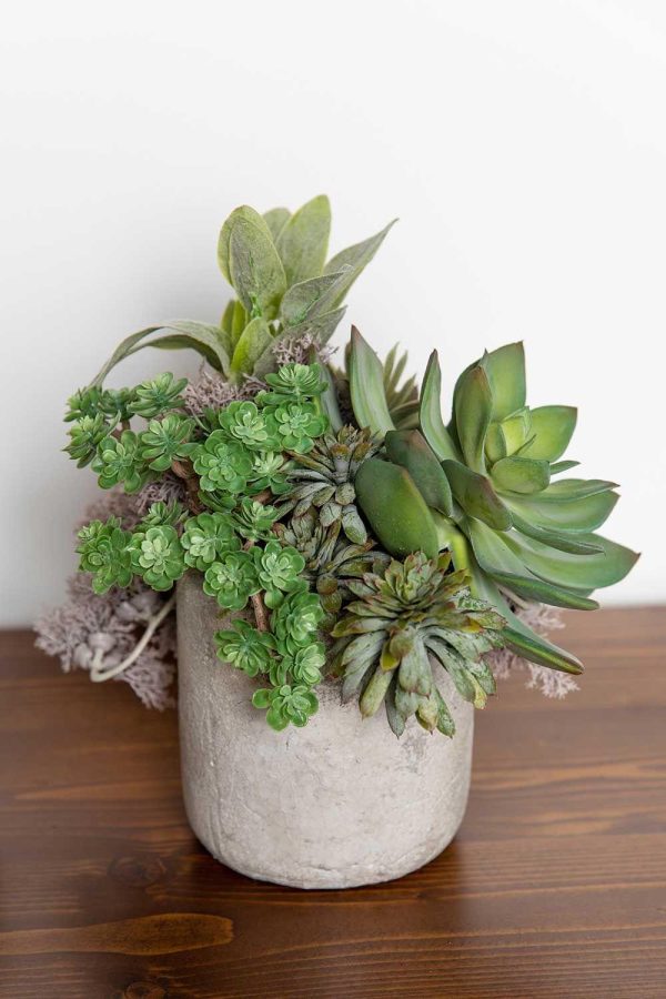 Echeveria Pick 8" Gray/Green | Pioneer Wholesale Succulents