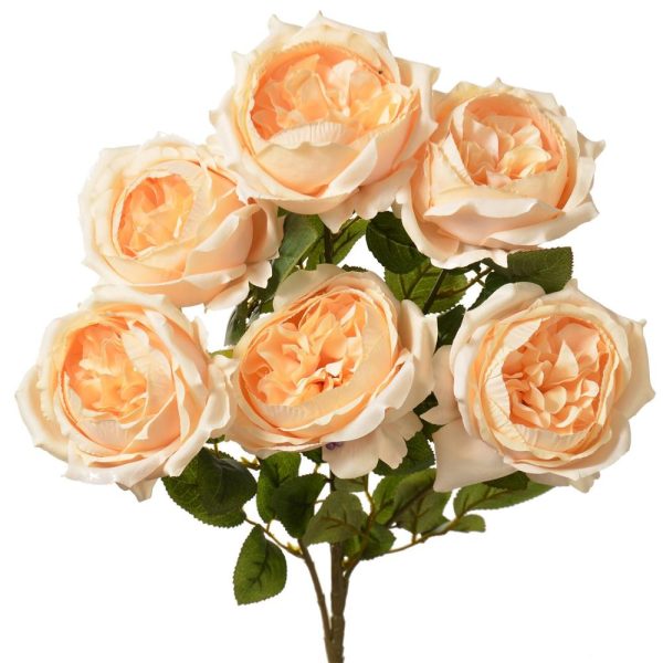 English Garden Rose Bush x6, 19" Beige | Pioneer Wholesale Single Variety Flower Bushes