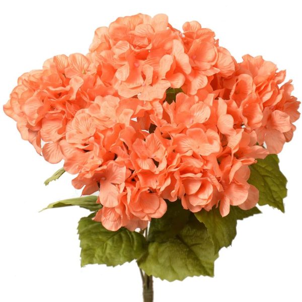 Hydrangea Bush x5, 17" Cantaloupe | Pioneer Wholesale Single Variety Flower Bushes