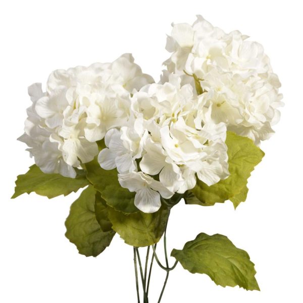 Hydrangea Bush x5, 17" Chalk | Pioneer Wholesale Single Variety Flower Bushes