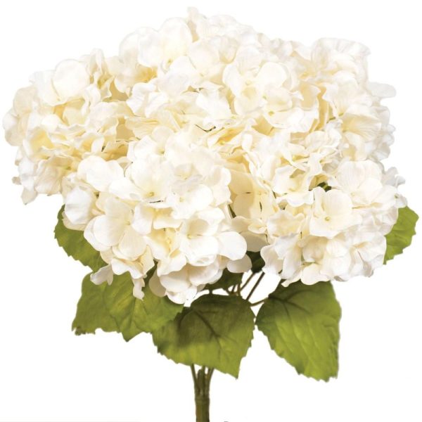 Hydrangea Bush x5, 17" Cream | Pioneer Wholesale Single Variety Flower Bushes