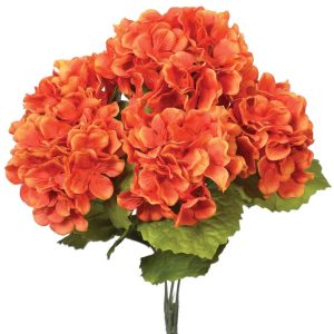 Hydrangea Bush x5, 17" Orange Marmalade | Pioneer Wholesale Single Variety Flower Bushes