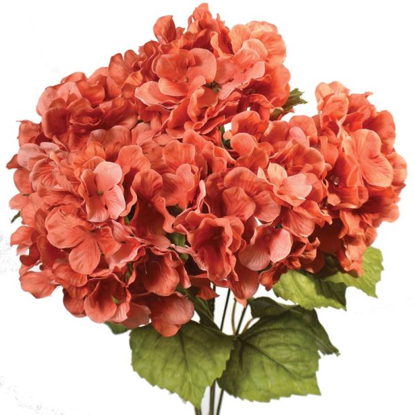 Hydrangea Bush x5, 17" Spiced Cider | Pioneer Wholesale Single Variety Flower Bushes