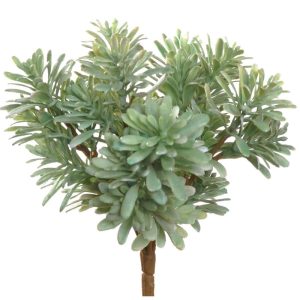 Jade Plant 7" Light Green | Pioneer Wholesale Succulents