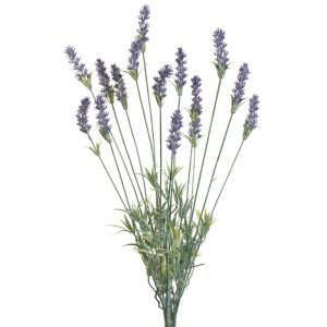 Lavender Bush x15, 24" Purple | Pioneer Wholesale Spike Flower Bushes