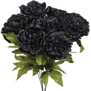 Peony Bush x7, 19" Black | Pioneer Wholesale Single Variety Flower Bushes