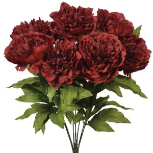 Peony Bush x7, 19" Cordovan | Pioneer Wholesale Single Variety Flower Bushes