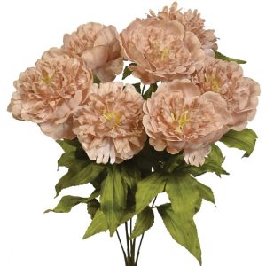 Peony Bush x7, 19" Dune | Pioneer Wholesale Single Variety Flower Bushes