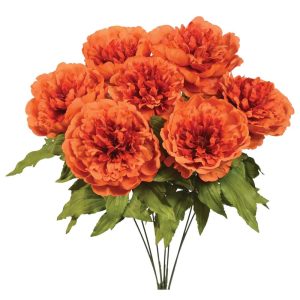 Peony Bush x7, 19" Fireside Orange | Pioneer Wholesale Single Variety Flower Bushes