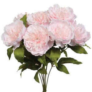 Peony Bush x7, 19" Lychee Pink | Pioneer Wholesale Single Variety Flower Bushes