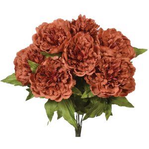 Peony Bush x7, 19" Nutmeg | Pioneer Wholesale Single Variety Flower Bushes