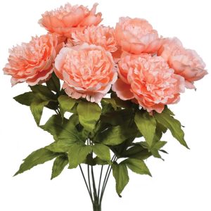 Peony Bush x7, 19" Peach | Pioneer Wholesale Single Variety Flower Bushes