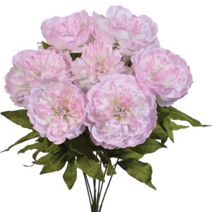 Peony Bush x7, 19" Pink/Green Mix | Pioneer Wholesale Single Variety Flower Bushes