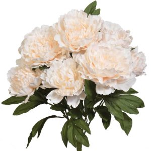 Peony Bush x7, 20" Cream | Pioneer Wholesale Single Variety Flower Bushes