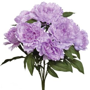 Peony Bush x7, 20" Light Lilac | Pioneer Wholesale Single Variety Flower Bushes