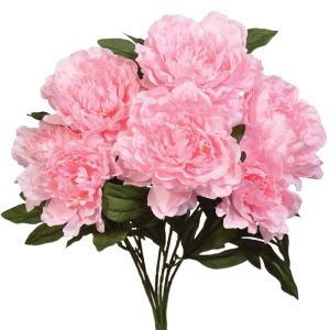 Peony Bush x7, 20" Light Pink | Pioneer Wholesale Single Variety Flower Bushes