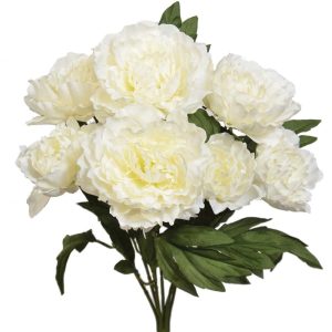 Peony Bush x7, 20" White | Pioneer Wholesale Single Variety Flower Bushes