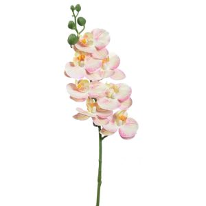 Phalaenopsis Orchid Spray 25" Cream/Pink | Pioneer Wholesale Orchid Stems