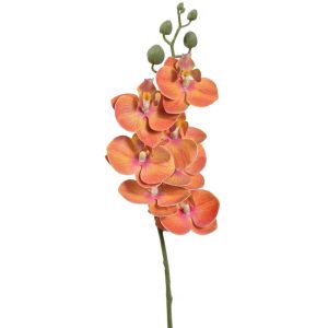 Phalaenopsis Orchid Spray 25" Orange | Pioneer Wholesale Orchid Stems