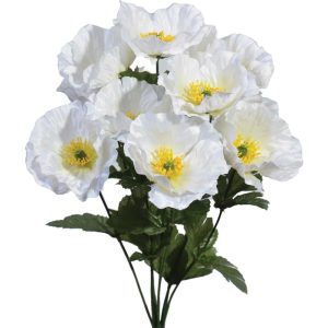 Poppy Bush x10, 16" Cream | Pioneer Wholesale Single Variety Flower Bushes