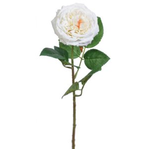 Premium Cabbage Rose Stem 19" Cream | Pioneer Wholesale Rose Stems