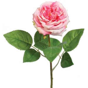 Premium Cabbage Rose Stem 19" Pink/Cream | Pioneer Wholesale Premium Stems