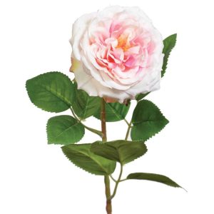 Premium Cabbage Rose Stem 19" Soft Pink | Pioneer Wholesale Premium Stems