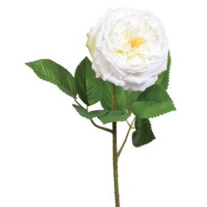 Premium Cabbage Rose Stem 19" White | Pioneer Wholesale Rose Stems