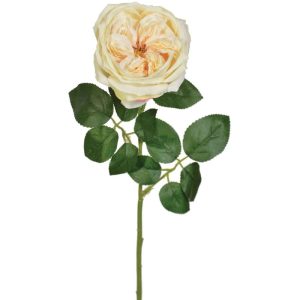 Premium English Rose Stem 21" Cream | Pioneer Wholesale Rose Stems