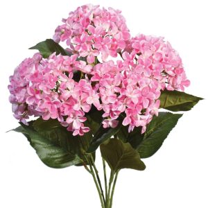 Premium Hydrangea Bush x5, 23" Beauty | Pioneer Wholesale Single Variety Flower Bushes