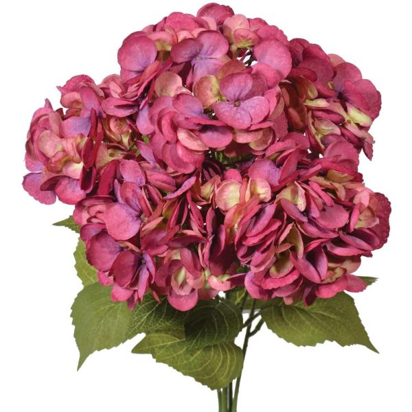 Premium Hydrangea Bush x5, 23" Magenta | Pioneer Wholesale Single Variety Flower Bushes