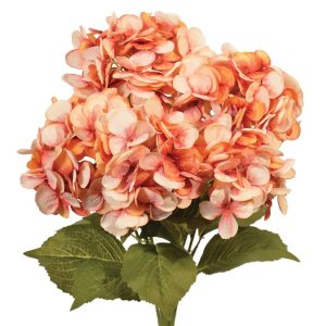 Premium Hydrangea Bush x5, 23" Sunset | Pioneer Wholesale Single Variety Flower Bushes