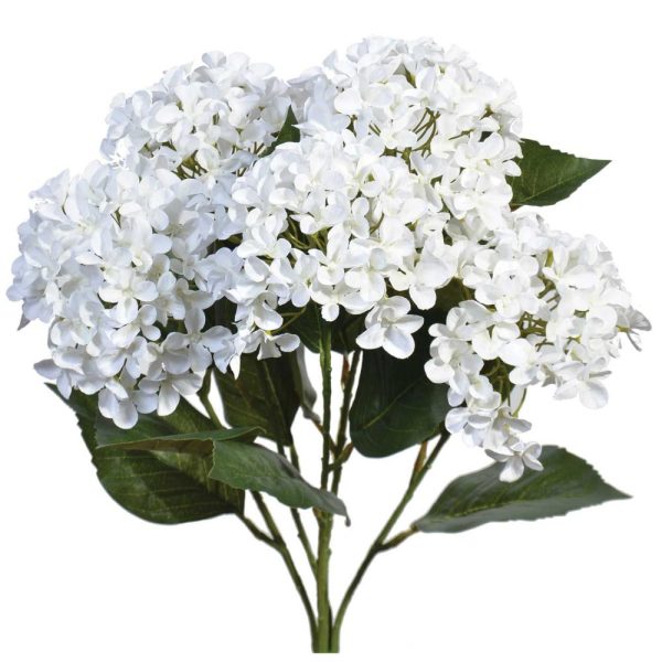 Premium Hydrangea Bush x5, 23" White | Pioneer Wholesale Single Variety Flower Bushes