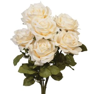 Premium Open Rose Bush x6, 20" Cream | Pioneer Wholesale Single Variety Flower Bushes